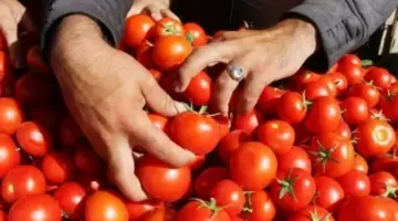 سعر الطماطم في الأسواق اليوم الأربعاء 20 مايو 2026